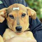 Guarujá promove feira de adoção de animais neste sábado
