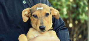 Guarujá promove feira de adoção de animais neste sábado