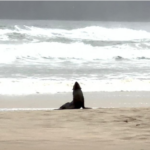 Lobo-marinho é encontrado na Praia do Tombo