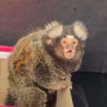 Sagui com sinais de maus tratos é resgatado em Guarujá