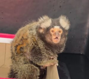 Sagui com sinais de maus tratos é resgatado em Guarujá