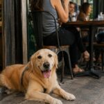 Permitir entrada de pets não torna estabelecimento pet friendly