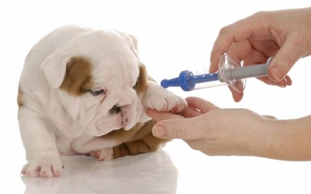 Vacinação contra raiva animal termina sábado (13) | Jornal da Orla