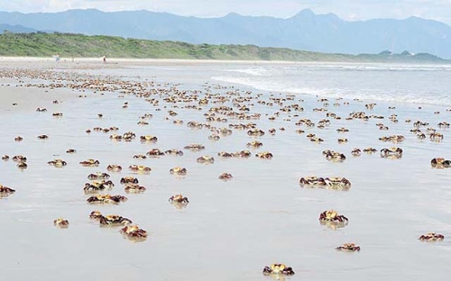 Caranguejos invadem a Praia de Itaguaré, em Bertioga | Jornal da Orla
