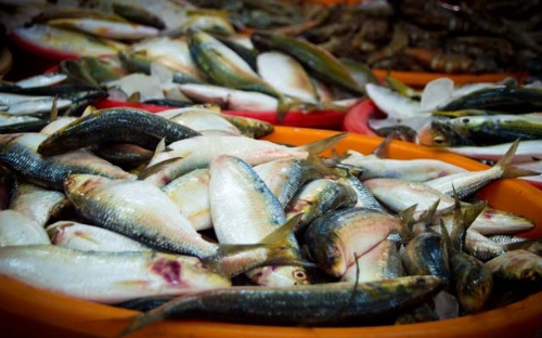 Saiba quais são os impactos da pesca sustentável no ecossistema | Jornal da Orla