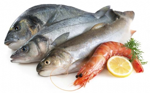 Pesca predatória ameaça espécies marinhas | Jornal da Orla