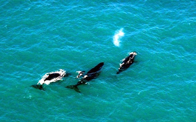Temporada de observação  das baleias no sul da Bahia | Jornal da Orla