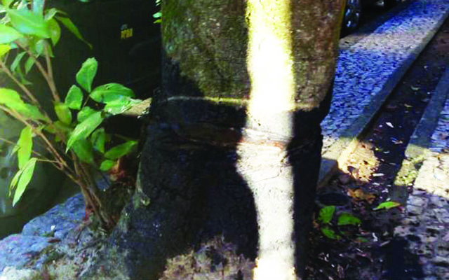Árvores envenenadas na Vila Rica | Jornal da Orla
