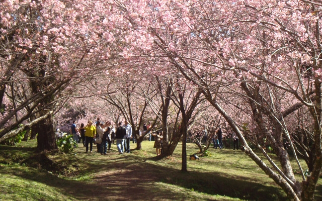 Cerejeiras em flor colorem  Campos do Jordão | Jornal da Orla