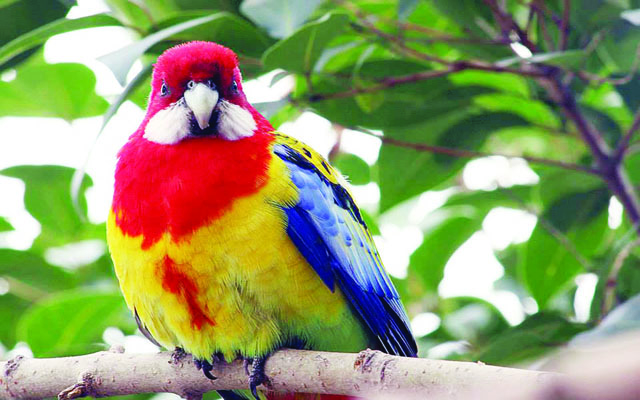 Atividade no Posto 2 revela curiosidades sobre árvores e aves | Jornal da Orla