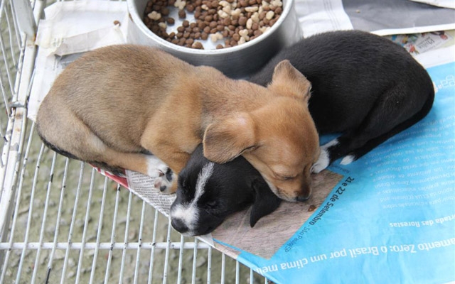 Canil de Guarujá abriga 190 animais para adoação