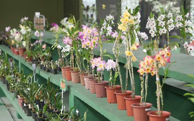 Final de semana tem 80ª Exposição Nacional de Orquídeas de Santos