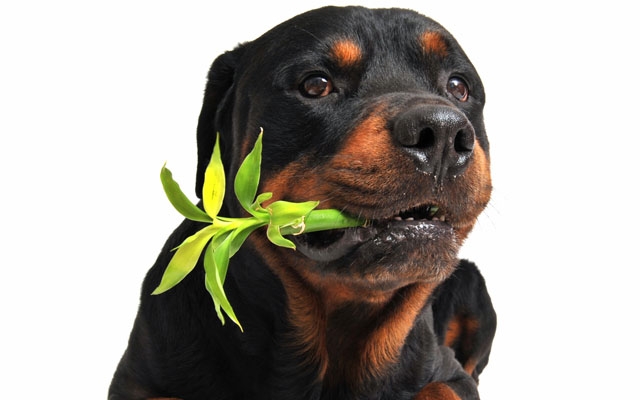 Plantas: algumas podem ser tóxicas para os cães | Jornal da Orla