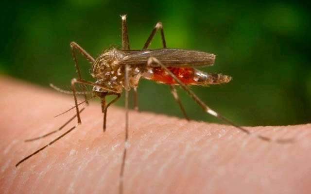 Hospital Ana Costa promove palestra sobre zika vírus, chikungunya e dengue