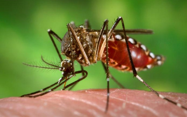 Estado montará Sala de Controle para combate ao aedes aegypti