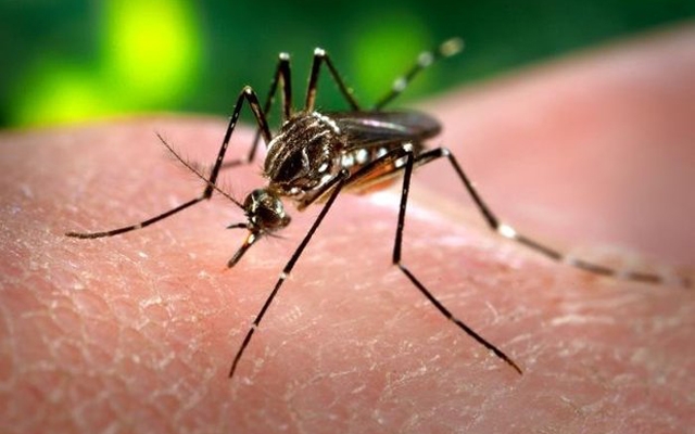 Aplicativo para identificar sintomas de Zika | Jornal da Orla