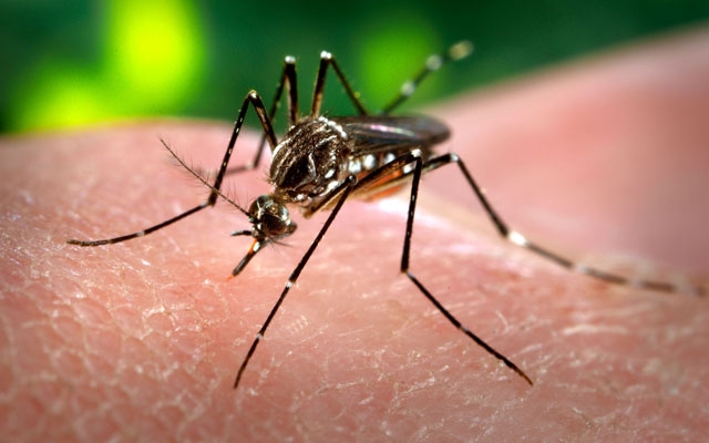 Anvisa aprova registro da primeira vacina contra a dengue no Brasil