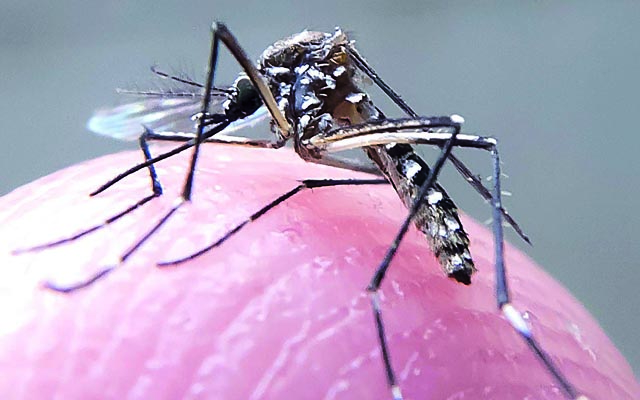 A nova ameaça do Aedes aegypti