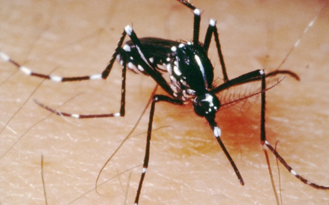 Ovos do mosquito da Dengue se confundem com poeira | Jornal da Orla