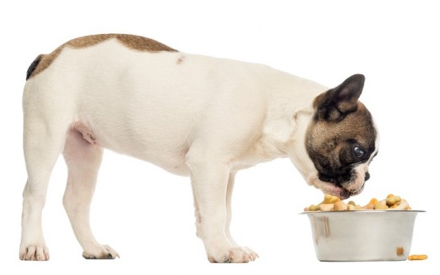 Ensine o seu cão a comer devagar | Jornal da Orla