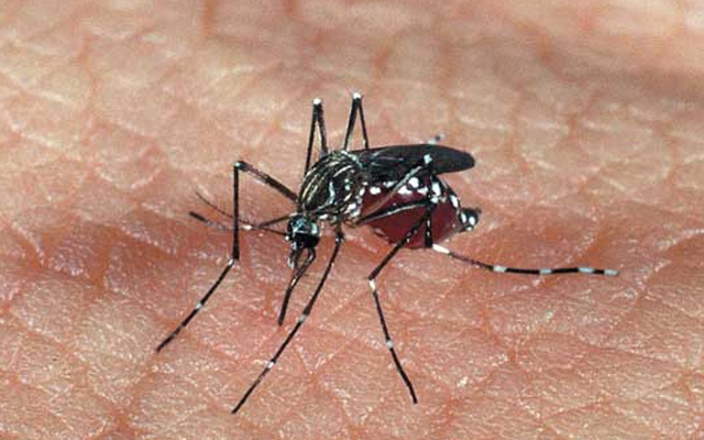Vacina contra a dengue deve ser lançada em dois anos | Jornal da Orla