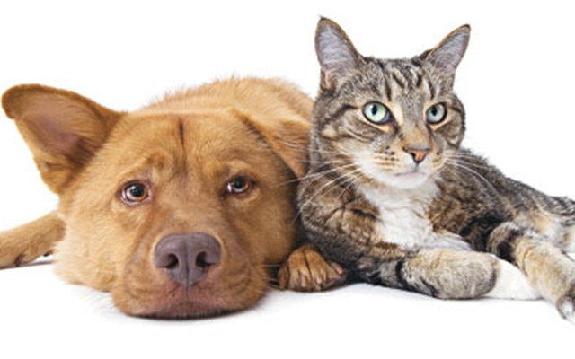 Cubatão promove feira de adoção de cães e gatos