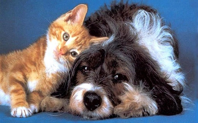 Cubatão promove feira de adoção de cães e gatos nos dias 28 e 29