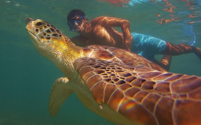 Temporada de tartarugas marinhas na Riviera Maya | Jornal da Orla