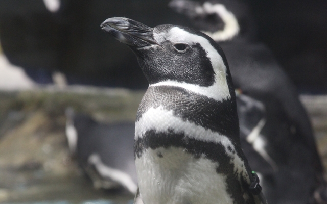 Aquário de Santos recebe 15 pinguins em oito dias