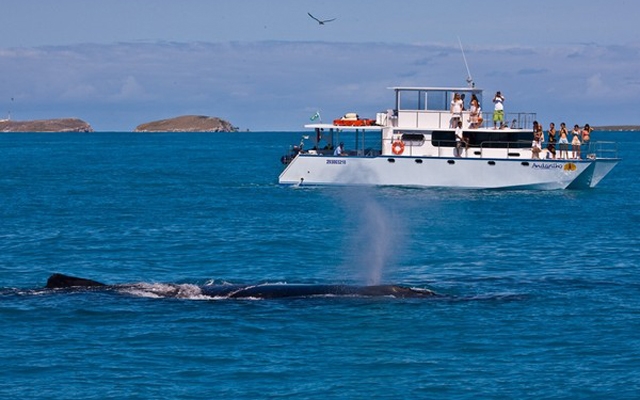 Temporada de observação de baleias na Bahia | Jornal da Orla