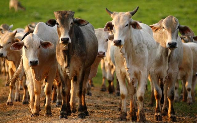 Brasil poderá exportar mais de 100 mil toneladas de carne bovina para os EUA