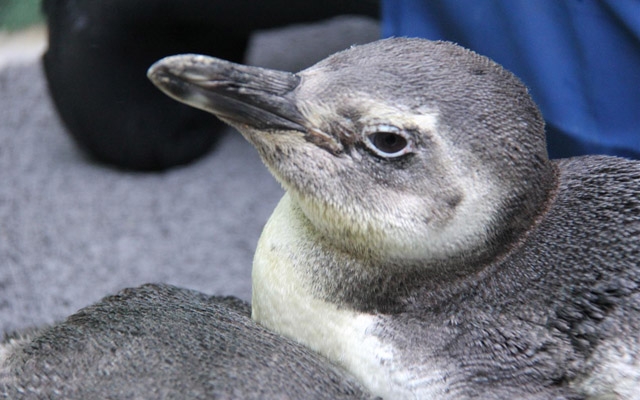 Gremar Guarujá atende cerca de 30 pinguins resgatados no Litoral