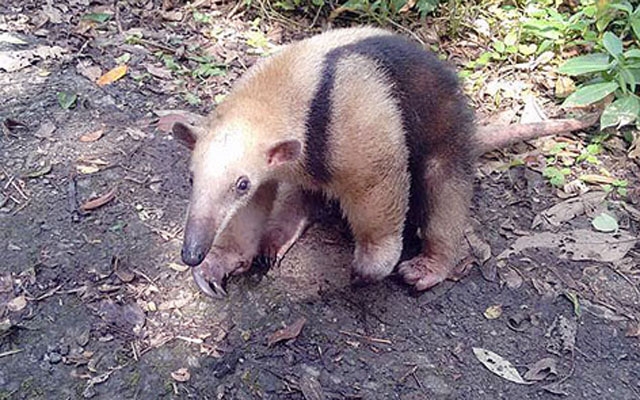 Tamanduá se perde de casa e é resgatado pela Guarda Ambiental