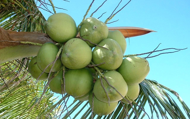 Container para coleta de cocos é instalado na orla de SV