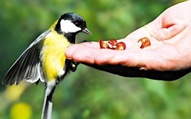 Alimentos proibidos para pássaros | Jornal da Orla