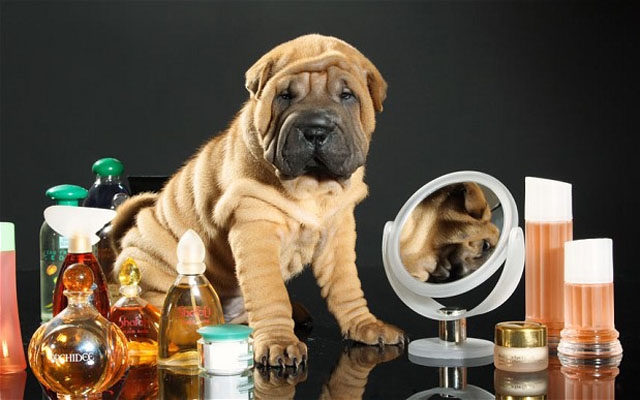 Menos perfume, por favor!