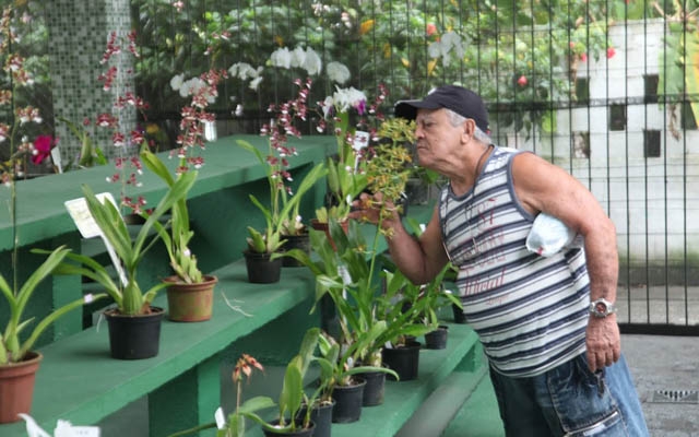 Final de semana tem Feira de Orquídeas