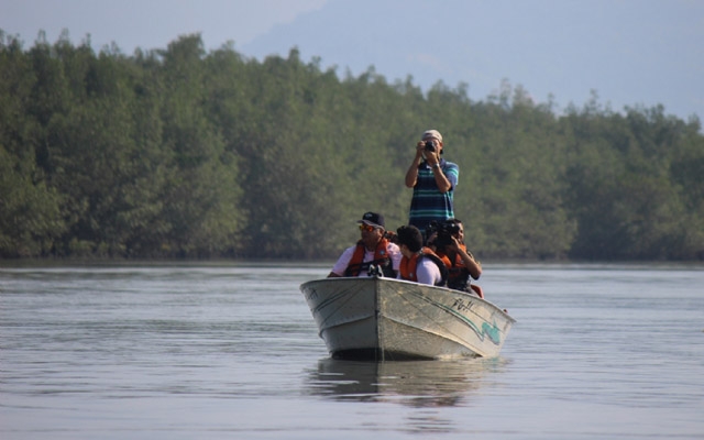 Guará-vermelho encanta turistas em passeio de barco pelos manguezais de Cubatão | Jornal da Orla