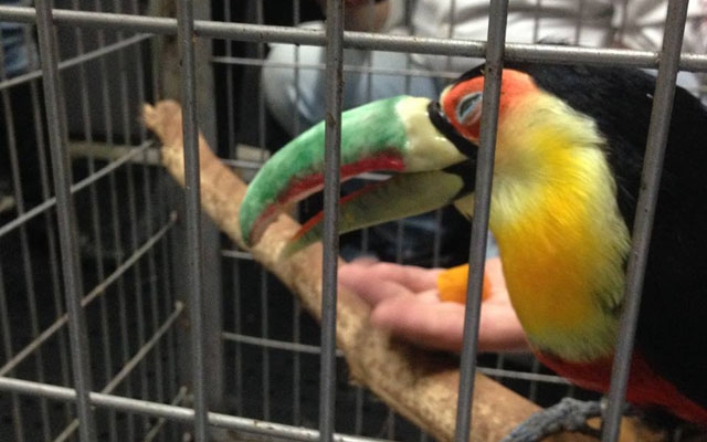 Tecnologia reconstrói bico de tucano