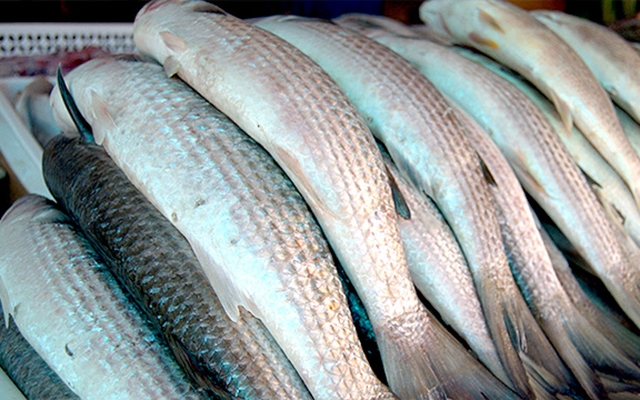 Projeto de Itanhaém que leva pescado à merenda escolar é premiado em concurso estadual | Jornal da Orla