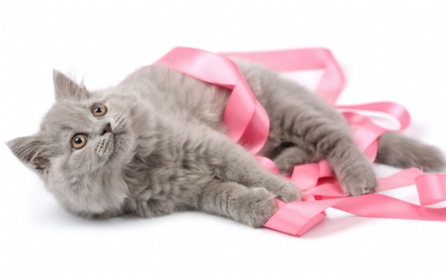 Outubro Rosa: campanha alerta para o câncer de mama em cadelas e gatas | Jornal da Orla