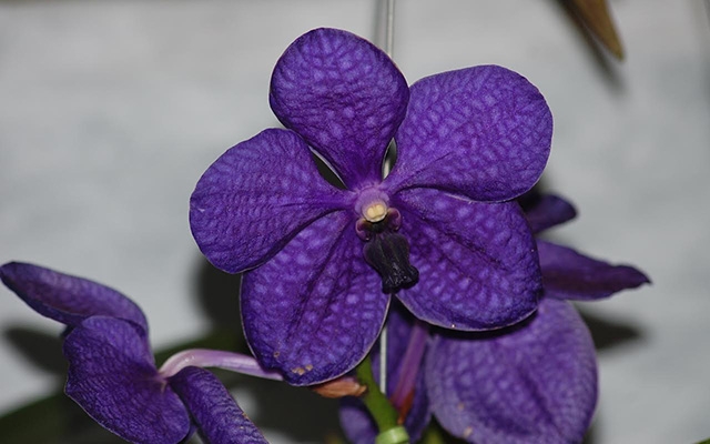 Exposição e venda de orquídeas acontece neste fim de semana em Santos
