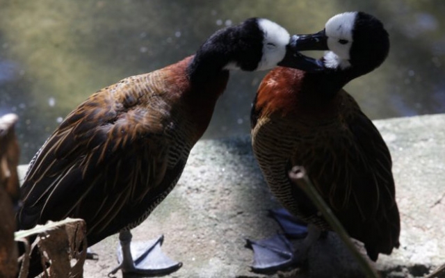 Aniversário do Orquidário começa com exposição sobre fauna e flora