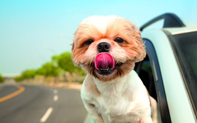 Pet no carro: passeio pode gerar multa | Jornal da Orla