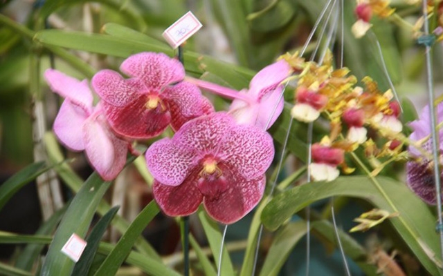 Orquidário recebe a 82ª Exposição Nacional de Orquídeas a partir de sexta-feira