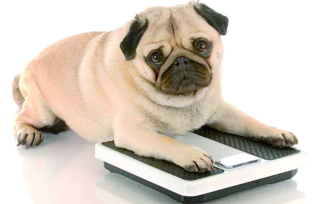 Obesidade também atinge os cães | Jornal da Orla