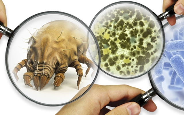 Fungos e bactérias: saiba quais são os objetos que oferecem risco à saúde | Jornal da Orla