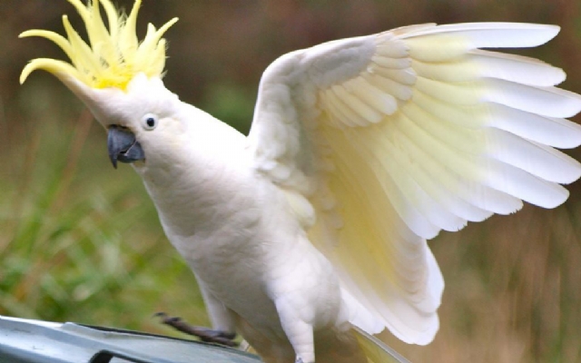 Como deixar a sua cacatua dócil | Jornal da Orla