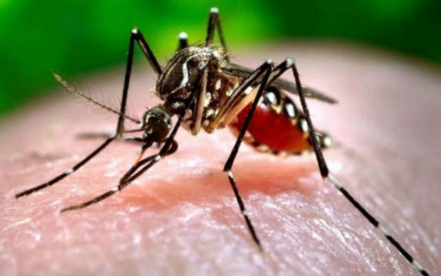 Unicamp fará testes rápidos para detecção de Zika a partir da próxima semana | Jornal da Orla