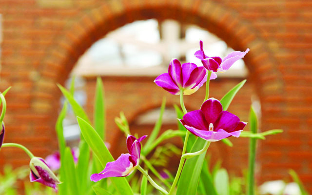 Páscoa terá exposição e curso sobre orquídeas no Orquidário